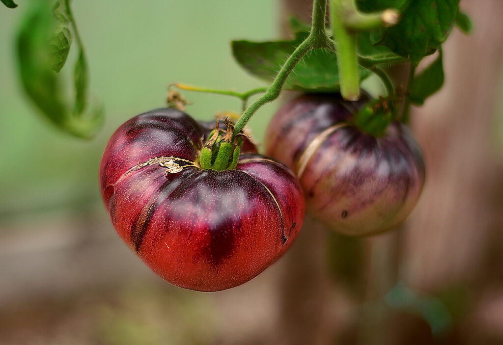 Heirloom Cherokee Purple Tomato
