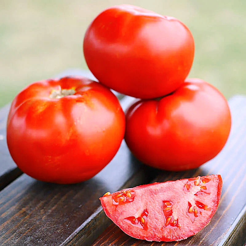 Primo Red Tomato
