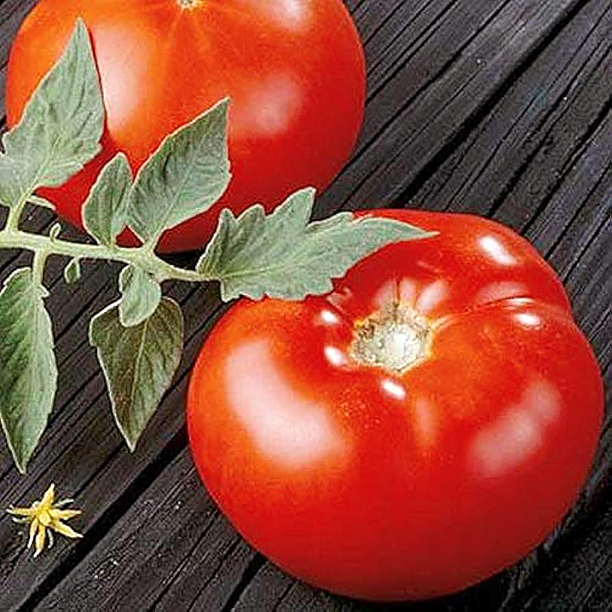 Subrite Tomato
