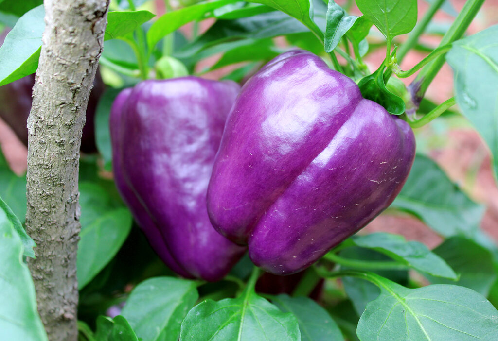 Purple Beauty Pepper